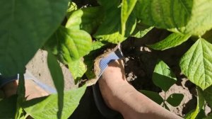 кабачків нема зате картопля гарна і гарбузи прекрасні