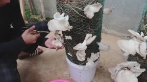 Выращивание грибов в домашних условиях