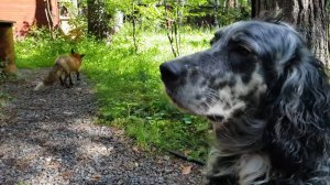 Лиса-Алиса. Когда собака выросла и стала гоняться за лисой