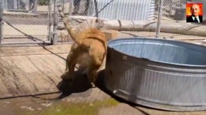 Лигр - самая огромная кошка в мире. Гибрид самца Льва и самки Тигра. Лигр в деле