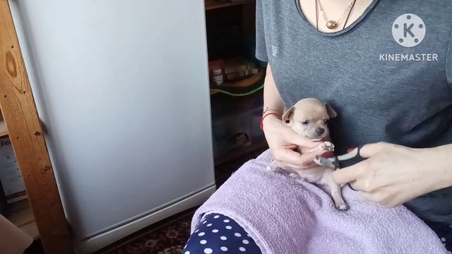 У щенков первый маникюр,педикюр! Подстригли коготки щ? смотреть онлайн