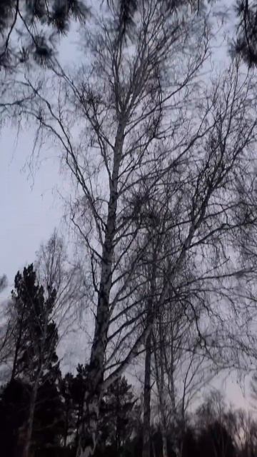 Экодом Лиса Алиса смотреть онлайн