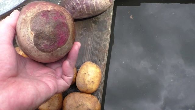 Мои корнеплоды из погреба на первое июня