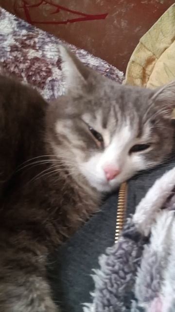 Сонечка крепко спит!😼 смотреть онлайн