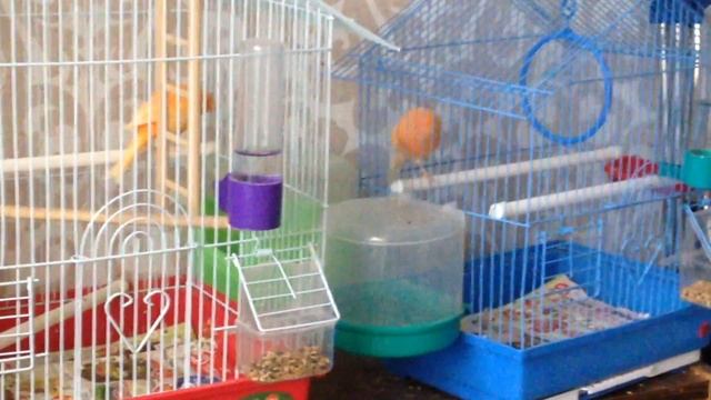 Барбоскины истории смотреть онлайн