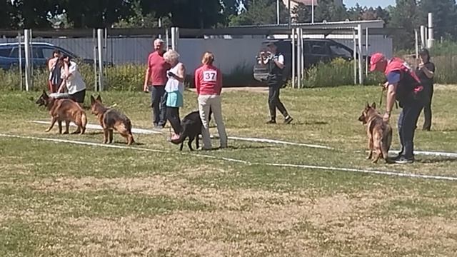 РАБОЧИЙ СУКИ / КЧК КРАСНОДАР 24 мая`25 Н.Морева Моно немецких овчарок