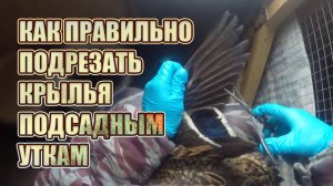 Как правильно подрезать крылья подсадным уткам. Готовимся к охоте.