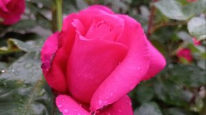 🌹 Роза Высоцкого 🌹"Венроза". Первое цветение. Май 2025.