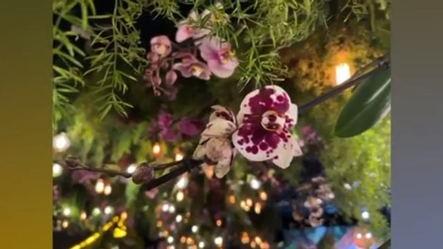 Выставка FLOWERS в Тель Авиве