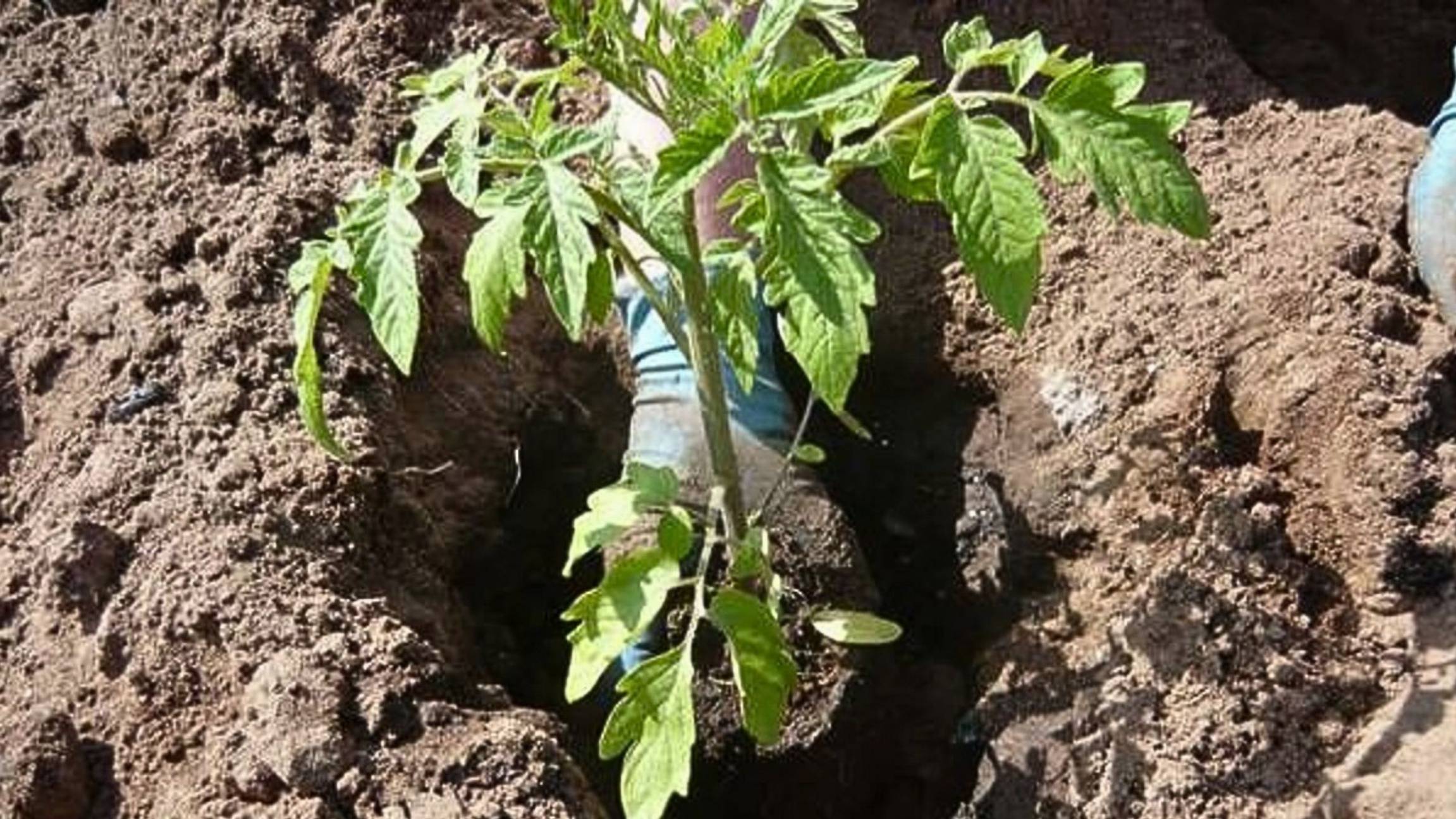 Как высадить помидоры в открытый грунт правильно: полный разбор от подготовки рассады до ухода