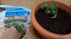 Балконное чудо. Томаты на подоконнике. Сажаем пасынки