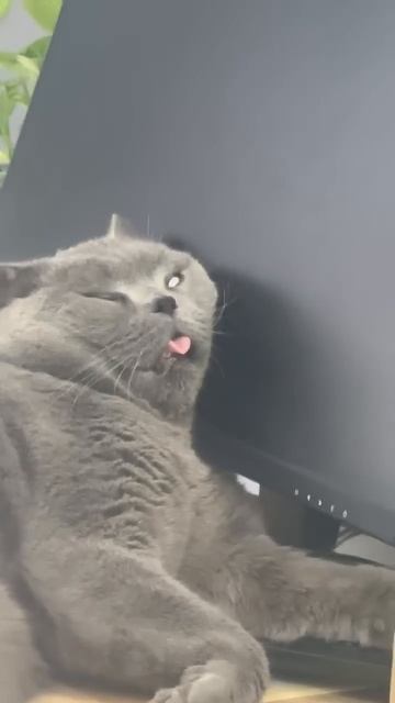 Желаем вам бодрой пятницы! смотреть онлайн