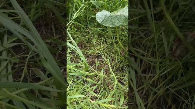 Стрижка газона садовым триммером. смотреть онлайн