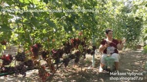 12 Плохое опыление винограда- горошение ягод, методы устранения (лекция Пузенко Натальи Лариасовны)