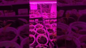 Рассада перца под лампами растёт, 25 марта.