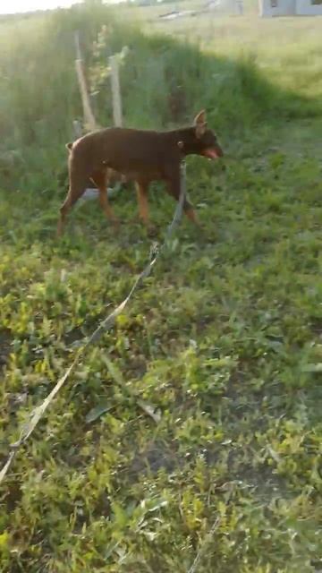 доберман с белым налетом от щебня смотреть онлайн