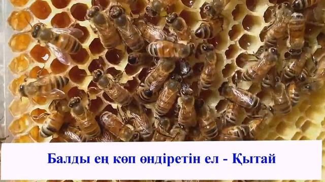 Бал туралы қызықты мәліметтер смотреть онлайн