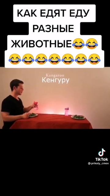 Видео с тик тока: как едят разные животные смотреть онлайн