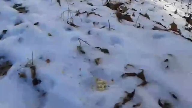 Як львівська білочка реагує на порожню пляшку смотреть онлайн
