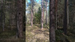 №82 Гармонизация и балансировка внутренних световых потоков