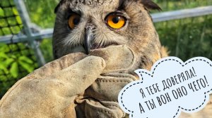 Сова Ёль разбирает кучу подушек и очень злится на меня за то, что я складываю их обратно