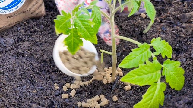 Удобрения для рассады и пересадки | Совет дня смотреть онлайн