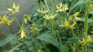 ВАЖНАЯ ПОДКОРМКА ТОМАТОВ в стадии бутонизации, Цветы не опадут и УРОЖАЙ ПОРАДУЕТ!