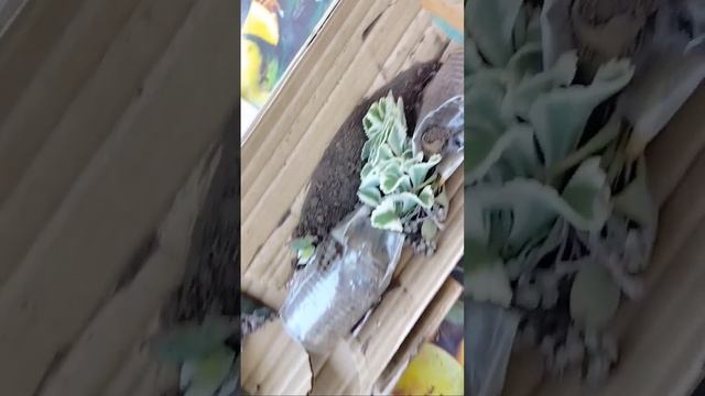 Посылка с Авито #сад #цветы #дача #растения #посылкасав? смотреть онлайн