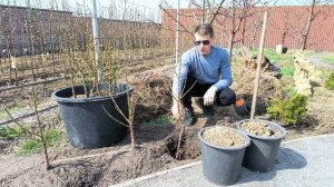 Этот нектарин завалит Вас урожаем!!!