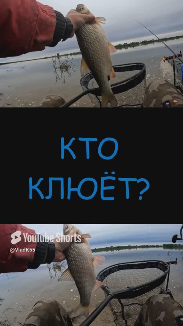 Кто клюет? #фидер #рыбалка #поклевканафидер смотреть онлайн