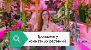 Тропизмы у комнатных растений или как двигаются наши растения