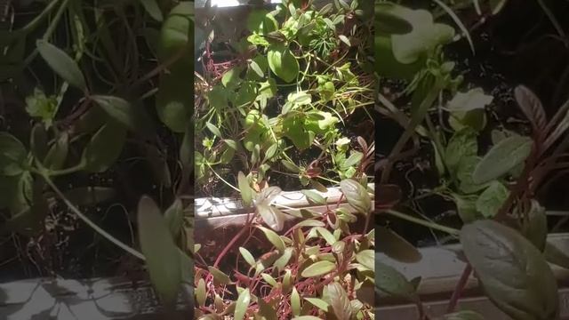 СОЧНАЯ СВЕЖАЯ ЗЕЛЕНЬ НА ПОДОКОННИКЕ! ВЫРАЩИВАЙТЕ! смотреть онлайн
