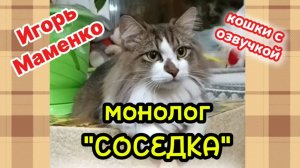 Кошки с озвучкой. ЮМОР. ИГОРЬ МАМЕНКО  монолог «Соседка»
