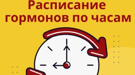 Гормональное расписание: оказывается, у гормонов тоже есть режим. смотреть онлайн