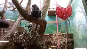 Московский зоопарк. Павильон Обезьян. Большое разнообразие обезьян