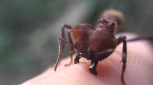 Эти существа с Острыми Челюстями скрываются в густых джунглях Амазонки - МУРАВЬИ ЛИСТОРЕЗЫ!