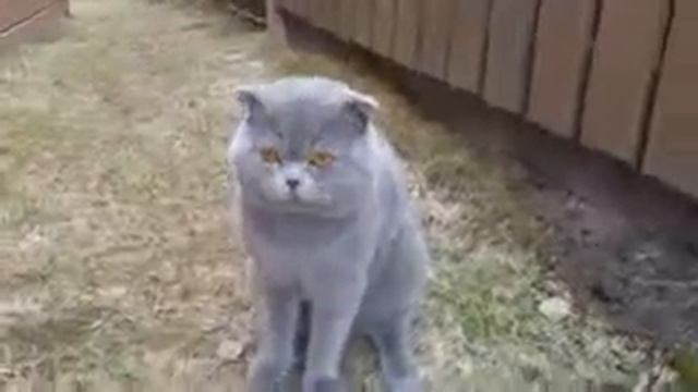 Смешной кот сделал сальто назад это не кликбейт ржака смотреть онлайн