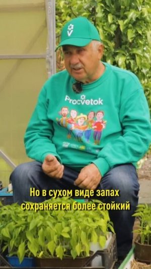 Как избавиться от муравьев в теплице без химии? Простой экологичный способ
