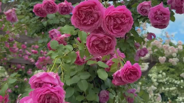 САДЫ ЯПОНИИ. БОТАНИЧЕСКИЙ САД НАГАИ – ЖЕМЧУЖИНА ОСАКИ, УСЫПАННАЯ РОЗАМИ смотреть онлайн