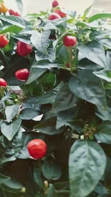 Перцы декоративные смотреть онлайн