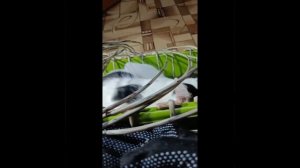 Лежанка из ротанга для животных - уютное место для сна