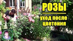 Что я делаю с розами после первой волны цветения Обрезка Агротехника Поливы Подкормки