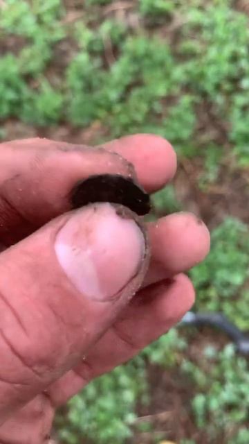 Этой находке 500лет 😨 #беларусь #metaldetecting #рыбалка #deus #к? смотреть онлайн