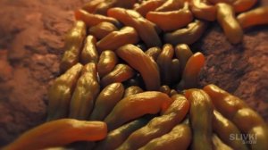 БОЛОТО В АКВАРИУМЕ ИЗ БУДУЩЕГО - ДЕНЬ 189