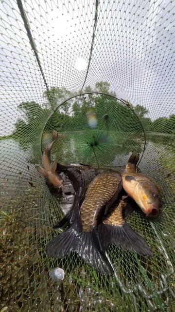 А что там в садке? #vovabee