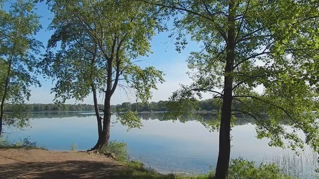 Звуки (голоса, пение) птиц в лесу на природе. Релакс. Природа и птицы.