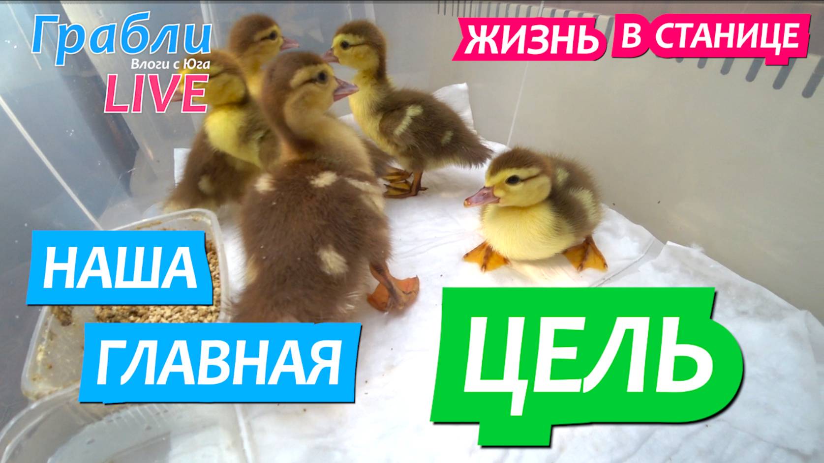 921 серия 31.05.25 С какой целью купили уток? Жизнь в своем доме на Юге станица Динская смотреть онлайн