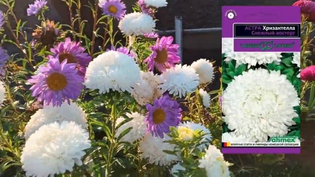Выращиваю Астру #ХРИЗАНТЕЛЛА