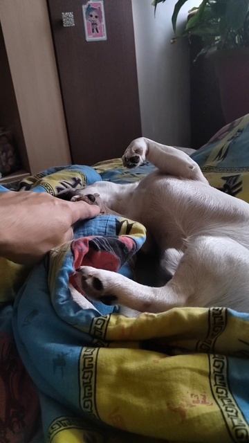 Скай спит.mp4