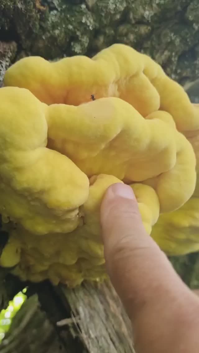 древесный цыпленок, ВОТ ЭТО ГРИБЫ, вкусно и полезно. СВОИ ГРЯДКИ В ЛЕСУ смотреть онлайн